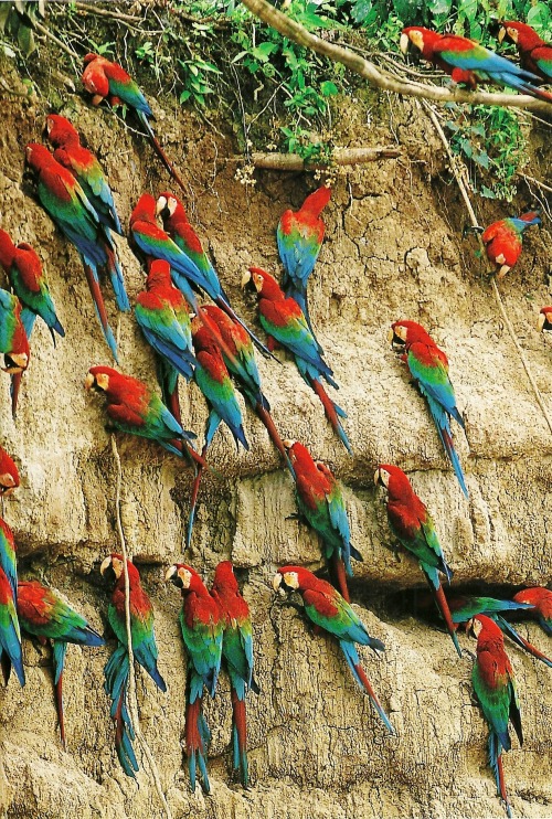 earthandanimals: vintagenatgeographic: Macaws in the Peruvian rain forest National Geographic | Janu