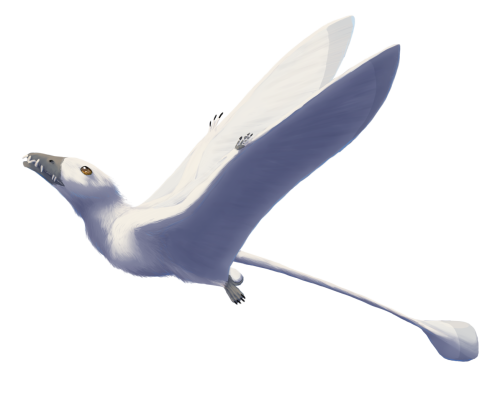 everypterosaur: Eudimorphodon in flight. I forgot how much fun it is to work with white with blue s