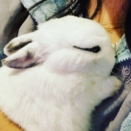 pycbunnies:Coco bun is sleepy after a long Monday. #sleepy #bunnies #bunniesofinstagram #bunblr #cut