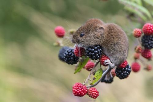 cuiledwhen: Bank Vole (Clethrionomys glareolus) by Phil Winter