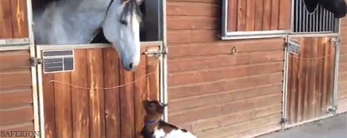 on-white-horses:saferion: Adorable heatbutting goat receiving kisses! (x)  oh dearie