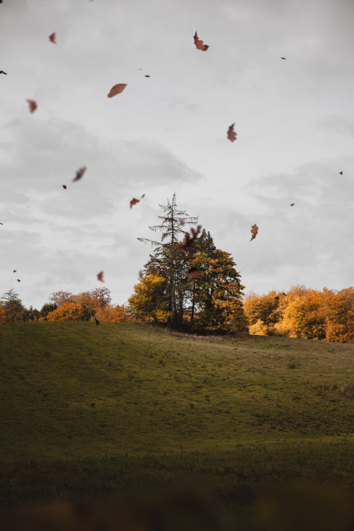 carpe-noctvm: Autumn walk / October, DenmarkInstagram