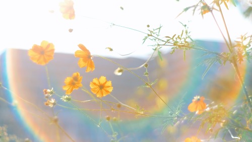 The Brilliance Of Golden Cosmos