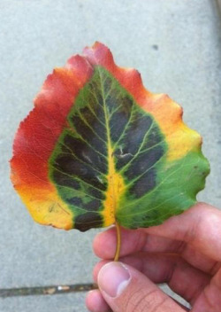 420lovebug:  reddlr-trees:  Bob Marleaf  Cool  Nature pointing the way using colors.