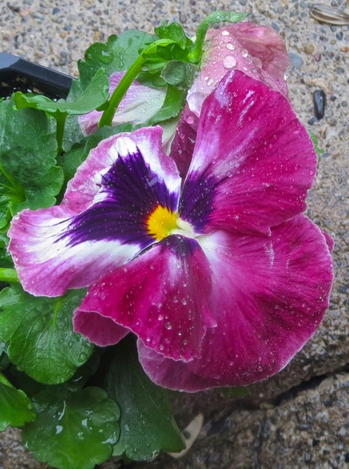 Some pansies have been waiting in the rain to be planted out.