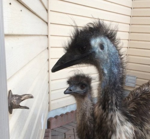 jessie-is-tired:foxloft:The new doorbell cover has successfully foiled the emus.@nightjarring