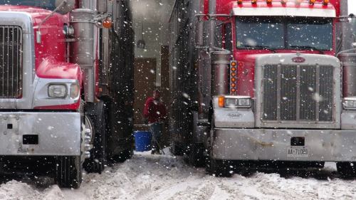 torontocowsave: TCS Vigil December 17th They feel fear. They suffer. They fight to live. Vegan Start