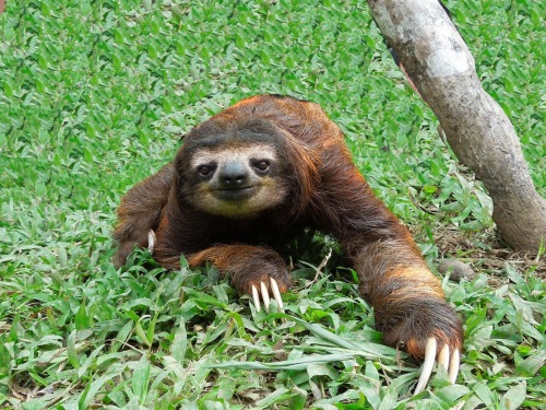 Sloth… I love sloths…