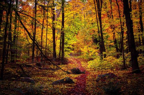 amazinglybeautifulphotography:  I Love Fall Hiking. Nicolet National Forest, Wisconsin