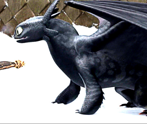 jackthevulture:Toothless Marking ReferencesI upped the contrast on some pictures of toothless to mak