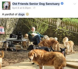 traversefamilypicnic:  is the old friends senior dog sanctuary actually overseen by benevolent grandpas. is this the scoop of 2016 