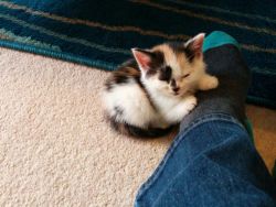 awwww-cute:  My new kitty has decided my foot is its mum 