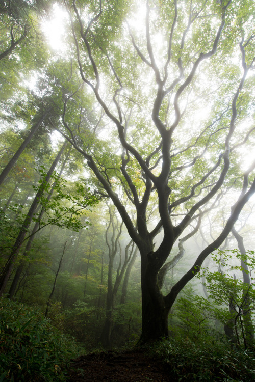 etherealvistas: Hula dancer of forest (Japan) by SYU*2