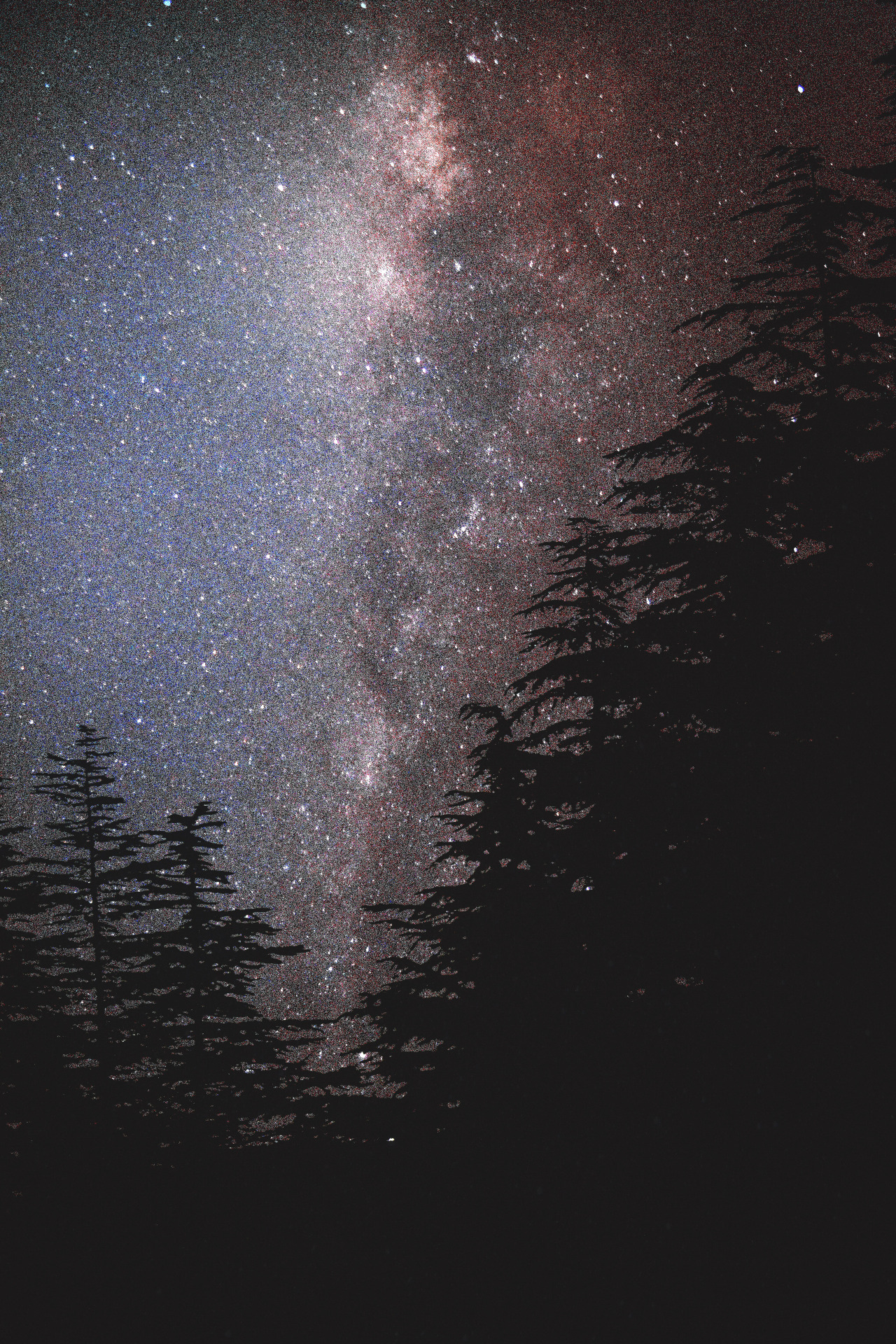 matialonsorphoto:  trees and stars
