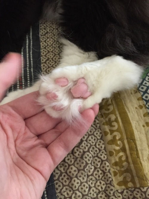 welcome-to-waich: pajamasecrets:Hissy has the fluffiest paws. Hissy has challengers!