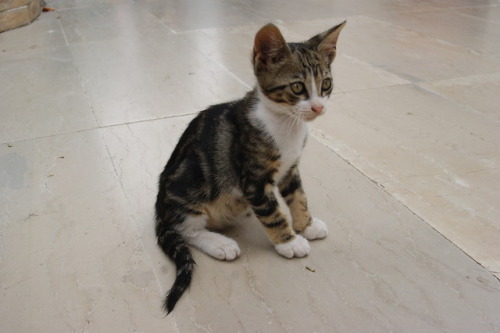 susannaaah: Vlacherna Monastery kitty on Corfu