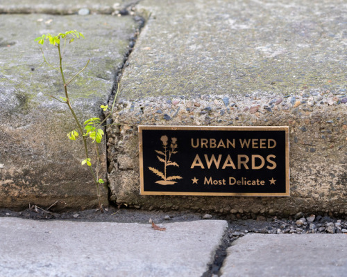 hopeydopey526:itscolossal:Urban Weed Awards Crown Unwanted Plants with Superlativesoh to be an urban