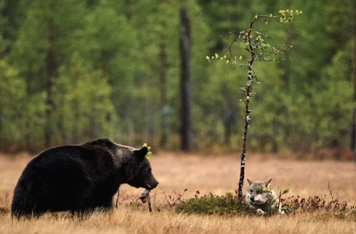 nubbsgalore:  photos by lassi rautiainen, susan brookes and staffan widstrand of a rare friendship that developed between a female grey wolf and a male brown bear in northern finland.notes lassi, “no one can know exactly why or how the young wolf and