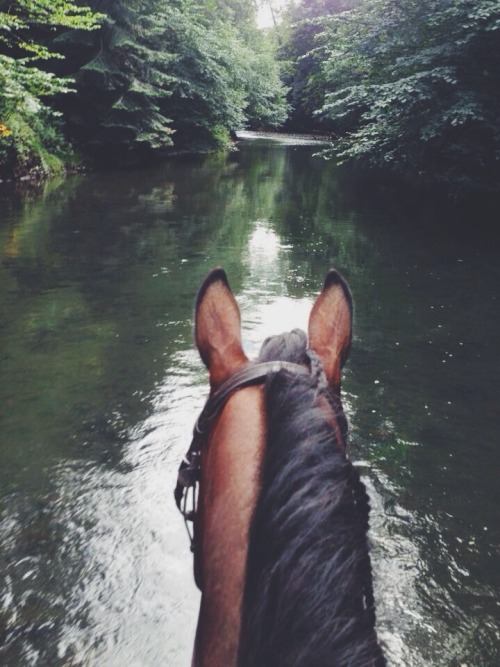 mybigfathorseblog:  Out exploring on my beautiful boy!