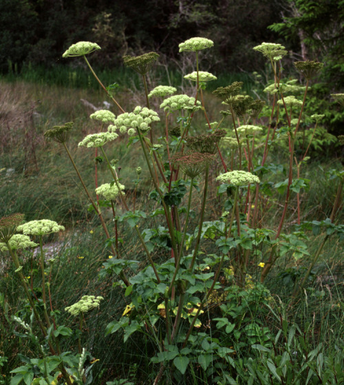 milos-garden:British Columbia Native Plant of the Day: Angelica lucida Hardiness Zone: 4-8Common nam