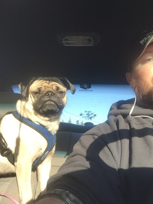 Picked up my pug when I got back into town porn pictures