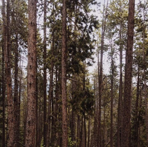 crowded, creaky trees