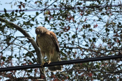 Red-shouldered Hawk, Buteo lineatus 