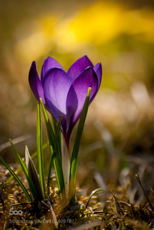 random-photos-x:  Crocus by KatSpi. (http://ift.tt/1HB4HXv)