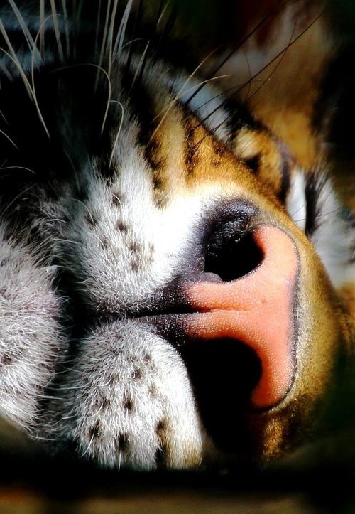 nina-berry:  Tigers rule. If you took this shot of a human, it would not be nearly