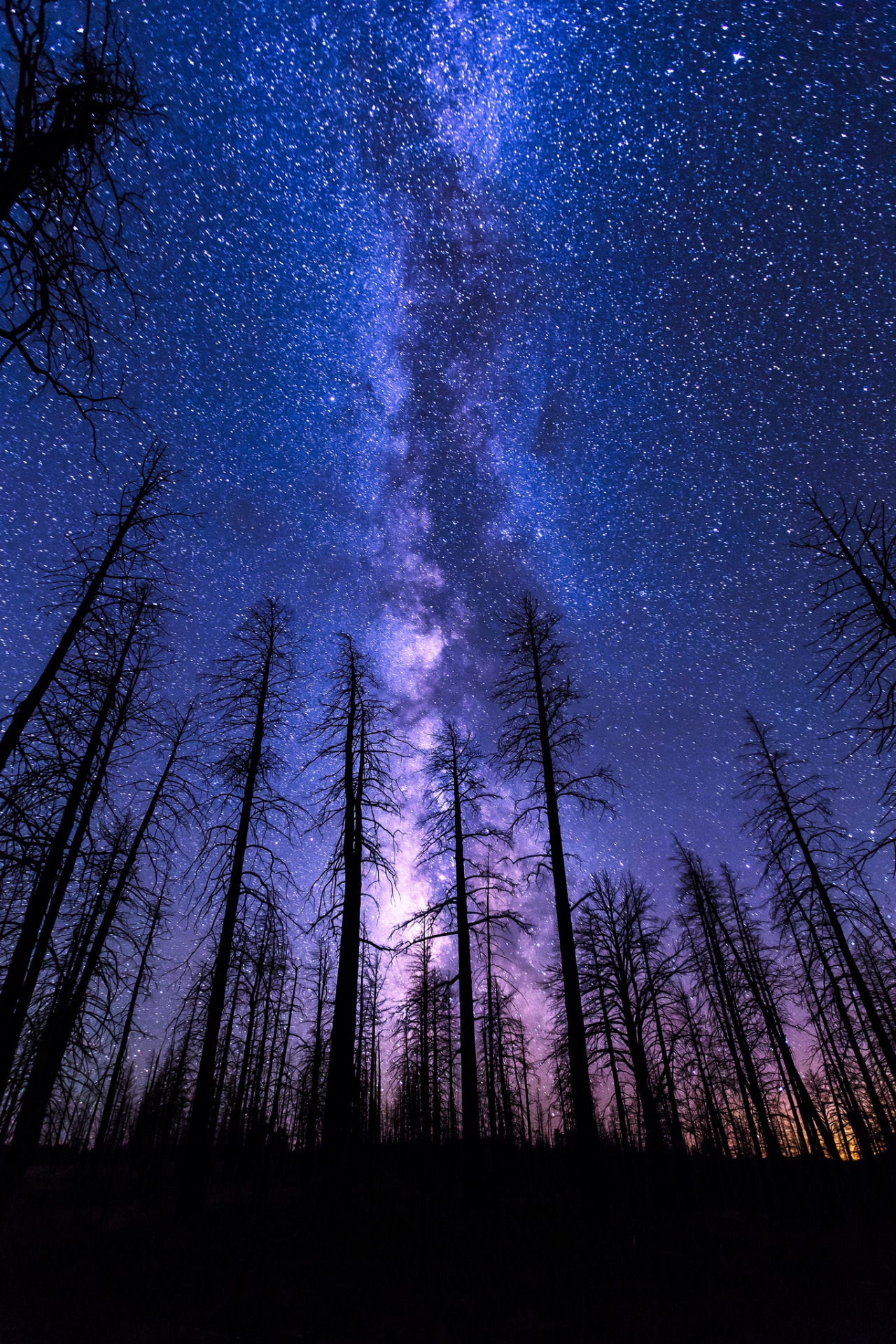 tulipnight:  Reach for the Sky by Wayne Pinkston  