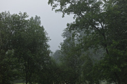 90377:  the trees and the rain by Michael