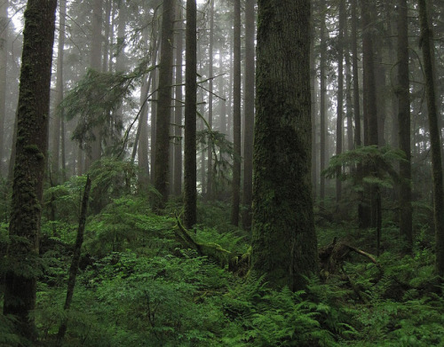 90377: raincoast by AncientForests on Flickr.