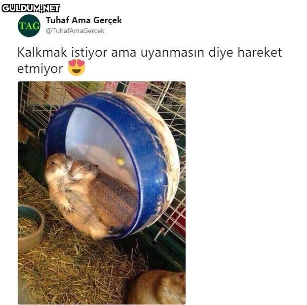 Tuhaf Ama Gerçek TAG...