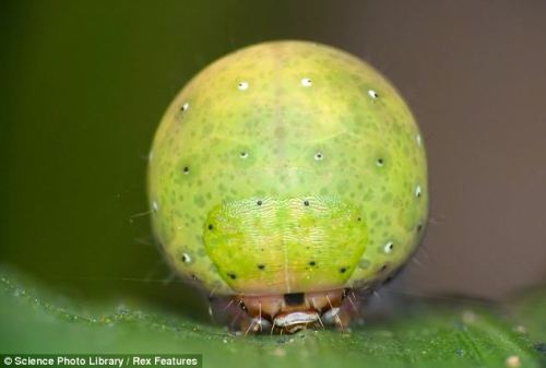 endangereduglythings:  cool-critters:  Nolid Moth Caterpillars Nolidae is a family of moths with about 1,400 described species worldwide. Their caterpillars developed a very unique way of hiding from enemies. This species of caterpillar grows an enlarged,