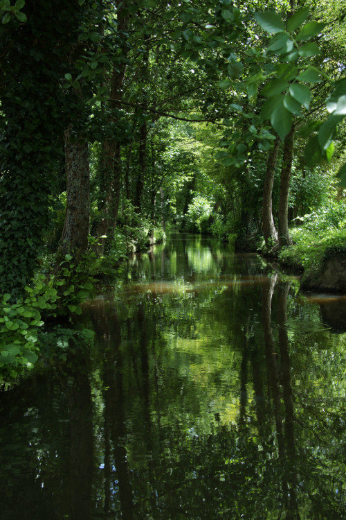 chrysopoetics:  Reflections (by Henry Baker)