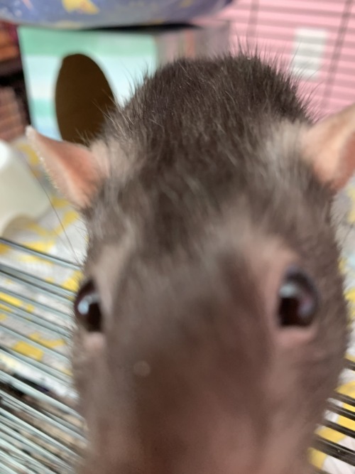 Rats Evaluating You