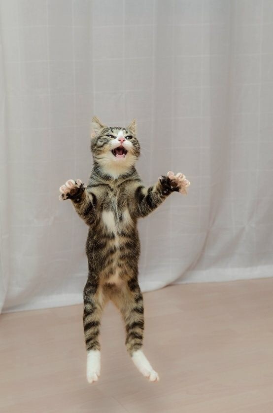 thecutestcatever: I know I have made a post about this before, but let’s see some