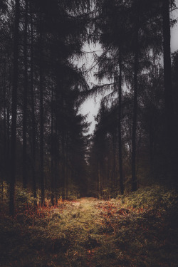 freddie-photography:  Dark Forest This photograph