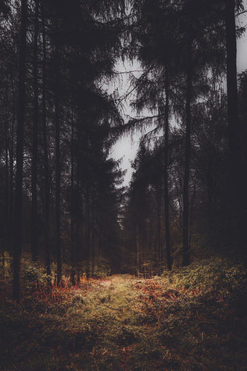 freddie-photography: Forests from the Archive. By Frederick Ardley - Instagram @Frederickardley