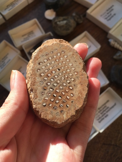 paleotopresent - Amazing fossilised pinecones that I got to...
