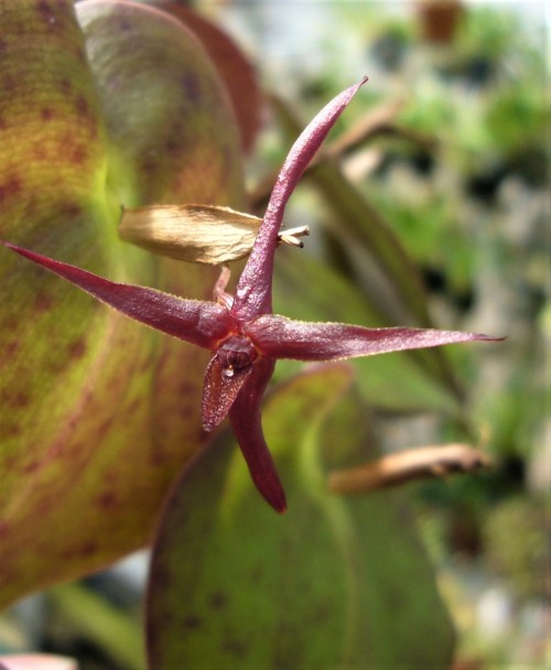 Orchid-A-Day:    Pleurothallis Indexsyn.: Acronia Index; Zosterophyllanthos Index