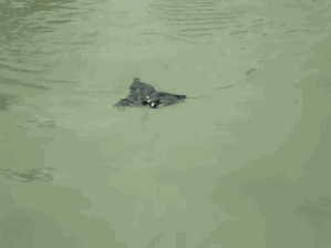 zitoisneato:  gifsboom:  Swimming bat. [video]  Dere he go 