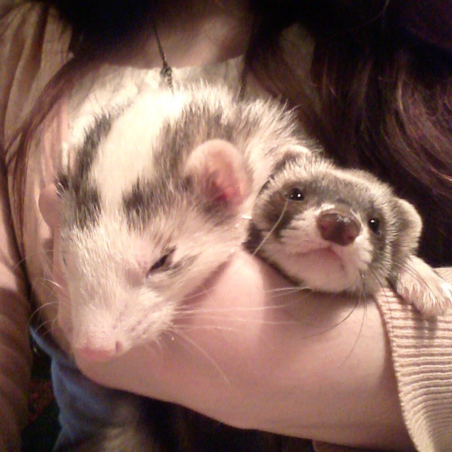 nyannerz:  Floppy weasels