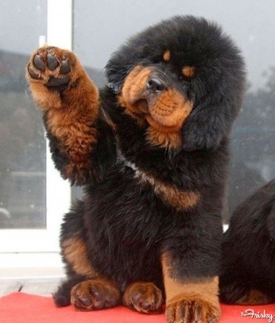 putyouinabettermood:Tibetan Mastiff says hello via ift.tt/1Lf0042 putyouinabettermood.comAnot