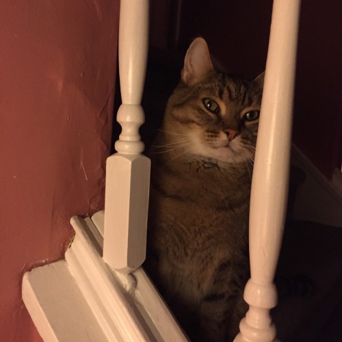 goodmoviewatch:This is my mom’s cat Luca perched on the steps by the front door. She says he’s watch