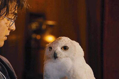hpottah: Anonymous asked: Hedwig or DobbyGot a gif request? Send them here!