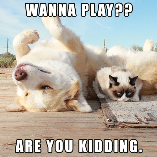 Grumpy Cat: A Grumpy Book will be out on July 23rd! You can preorder now at Amazon! Also available at BN.com and IndieBound!