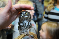 awwww-cute:  A full grown Pygmy owl. (Source: