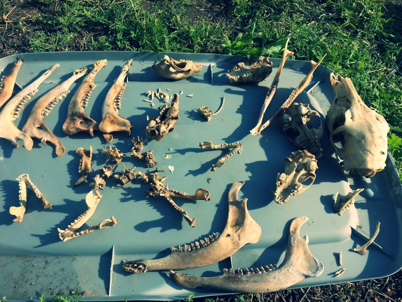 bonesetcetera:  jnasty36:  Checked my maceration buckets and these are the bones