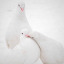 snowdxve
